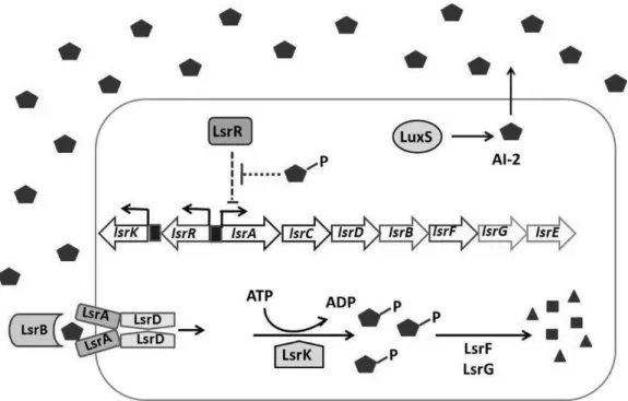 Figura 3.  Modelo  de  regulação,  transporte  e  modificação  do  AI-2  pelas  proteínas  LsR