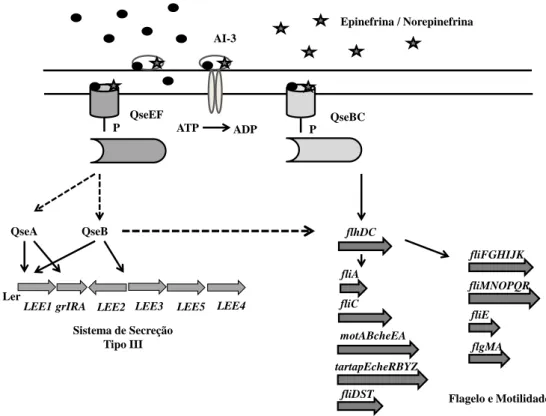 Figura 4.  Modelo da cascata e sinalização de QS mediado por AI-3 em E. coli. AI- AI-3 e epinefrina/norepinefrina são reconhecidos pelo mesmo receptor e interagem com o  sensor  quinase  periplasmático