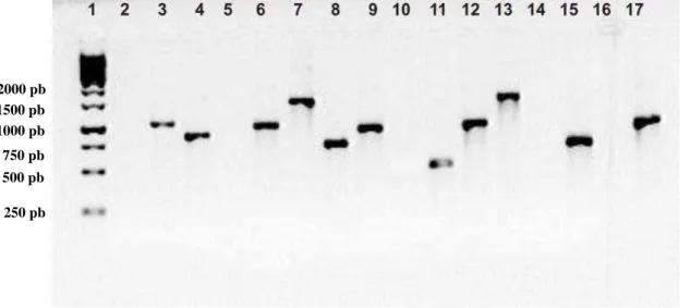 Fig. 3. Detecção  dos  genes  pertencentes  do  sistema  QS  mediado  por  AI-1  e  AI-2  em 