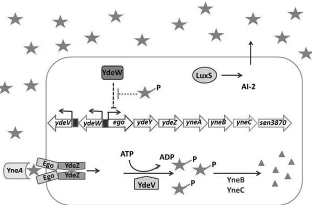 Fig. 4. Modelo  proposto  para  a  possível  regulação  do  sistema  QS  mediado  pelo  AI-2,  em  Salmonella  Enteritidis  PT4  578