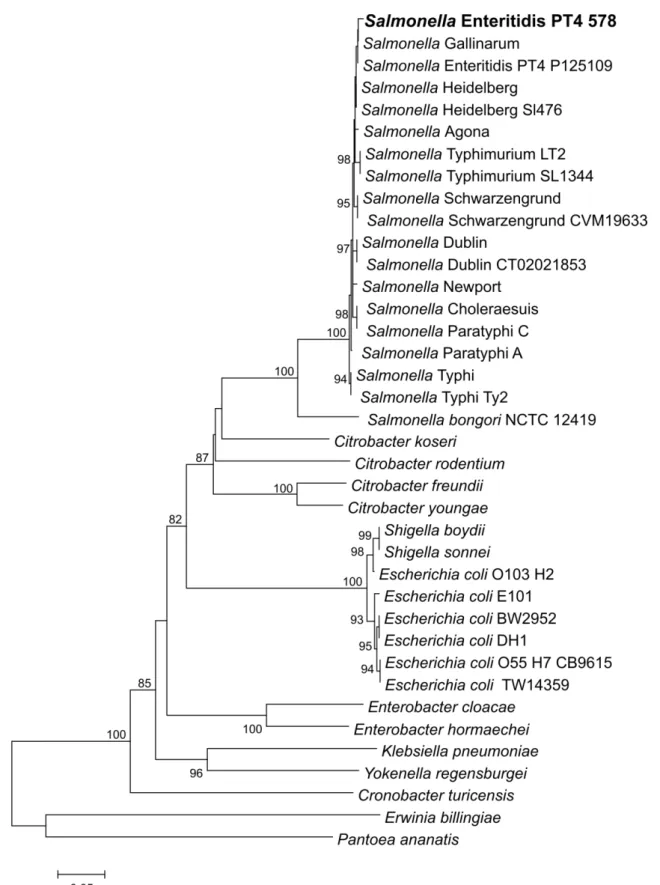 Fig. 5. Árvore  filogenética  obtida  pelo  método  de  Neighbor-Joining  (NJ)  utilizando  a  sequência nucleotídica do gene que codifica a proteína SdiA de 37 isolados de bactérias  do  GenBank  e  do  isolado  de  estudo  Salmonella  Enteritidis  PT4  5