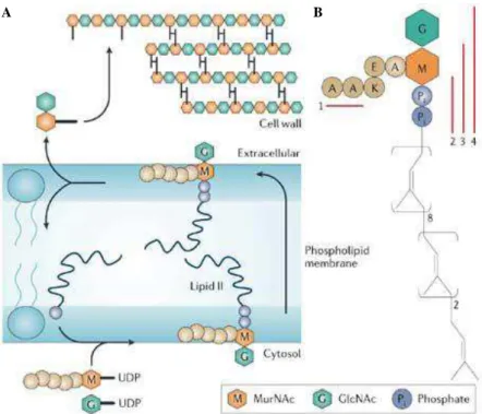 Figure 1: Cell wall assembly. (A) The cell wall biosynthesis starts on the cytosolic side  of the bacterial plasma membrane
