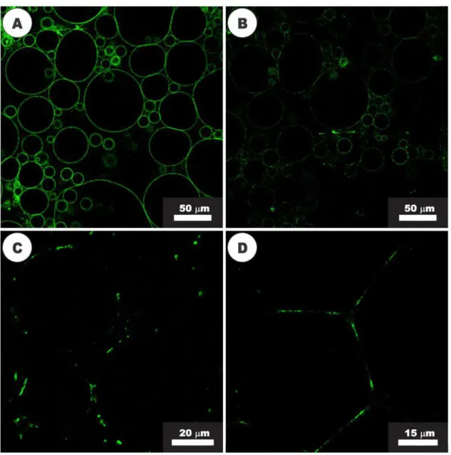 Figure 9: Activity of nisin (20 µM) visualized with confocal fluorescence microscopy.  (A) GUVs composed of DOPC and NBD-labeled Lipid II before the addition of nisin;  (B)  GUVs  after  2  min  of  exposure  to  nisin,  showing  the  beginning  of  Lipid 