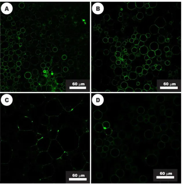 Figure 10: Activity of bovicin HC5 visualized with confocal fluorescence microscopy.  (A) GUVs composed of DOPC and NBD-labeled Lipid II before the addition of bovicin  HC5; (B) Changing of the common shape of GUVs, after 5 min of exposure to bovicin  HC5 