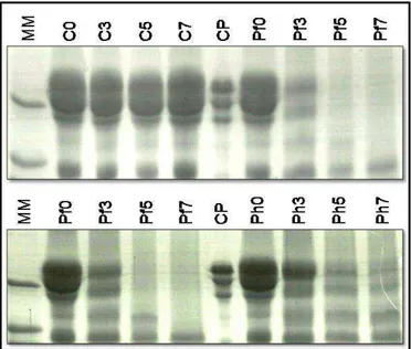 Figure  4-2.  SDS-PAGE  of  the  proteolysis  assay.  Profile  of  casein  bands  at  0,  3,  5  and  7  days  after  inoculation