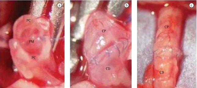 Figura 1 - Técnica de anastomose brônquica: visão ao estereomicroscópio (8x). a) porções membranosa; b)  cartiloginosa; 
