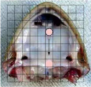 Figura 3 - Comparação do ângulo de contato das amostras  de  muco  dos  brônquios  direito  (D)  e  esquerdo  (E)  dos  animais tratados com solução salina (Sal) ou azatioprina  (Aza)