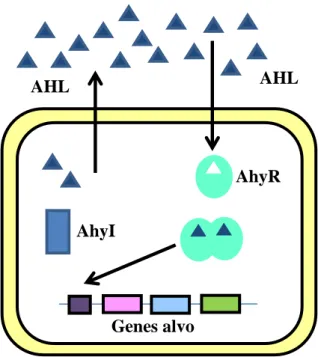 Figura  3  –  Sistema  quorum  sensing  em  A.  hydrophila.  AHL:  acil  homoserina  lactona;  AhyI:  sintase  de  AHL;  AhyR:  proteína  reguladora  de  resposta  (Modificado de Defoirdt et al., 2005)