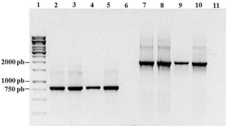 Figura  15  –  Amplificação  dos  genes  ahyR  e  ahyRI  de  A.  hydrophila  mutantes  ∆ahyI  por  eletroforese  em  gel  de  agarose  1,5  %