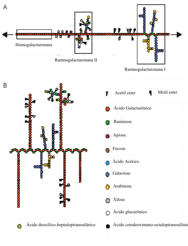 Figura 1: Representação esquemática da estrutura da molécula de pectina (A) e a estrutura alternativa  proposta recentemente (B) (Willats et al., 2006).