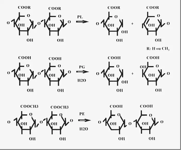 Figura 2: Mecanismo de ação das diferentes enzimas que hidrolisam a molécula de pectina e o produto  final
