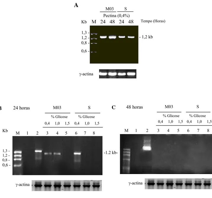 Figura 6: Avaliação por RT-PCR da expressão do gene plg1 das linhagens selvagem e mutante M03 de  Penicillium griseoroseum em condição de repressão catabólica com diferentes concentraçoes de  glicose