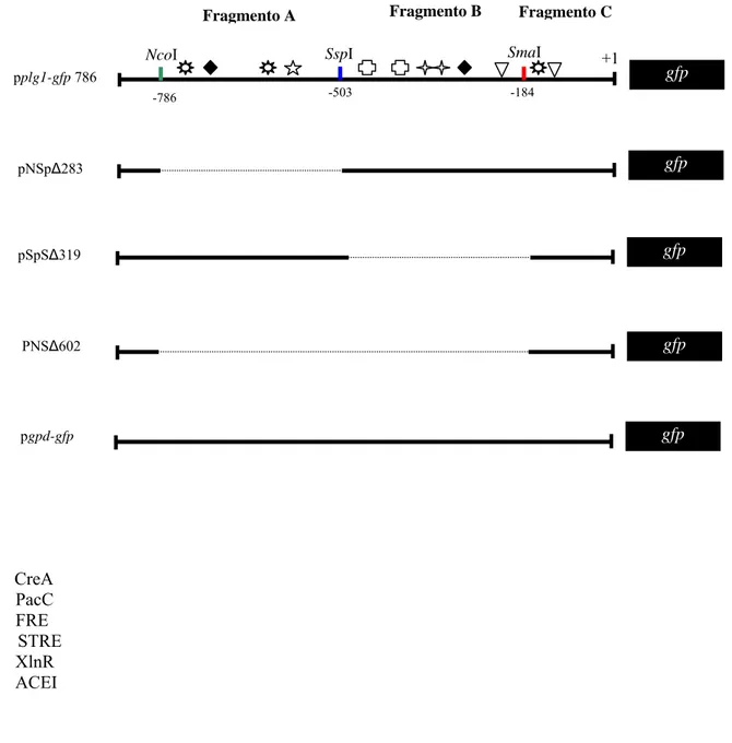 Figura 9: Análise por deleção da região regulatória do gene plg1 de Penicillium griseoroseum