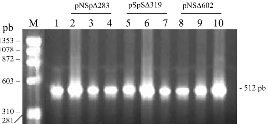 Figura 10: Detecção por PCR do gene gfp nas linhagens transformadas de Penicillium griseoroseum com  as diferentes construções da região regulatória do gene plg1