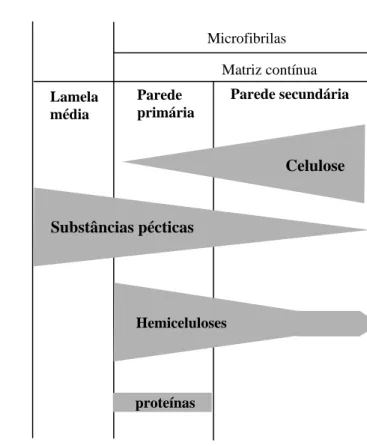 Figura 1 – Representação esquemática da estrutura básica (A) e distribuição  dos principais componentes (B) das paredes celulares vegetais