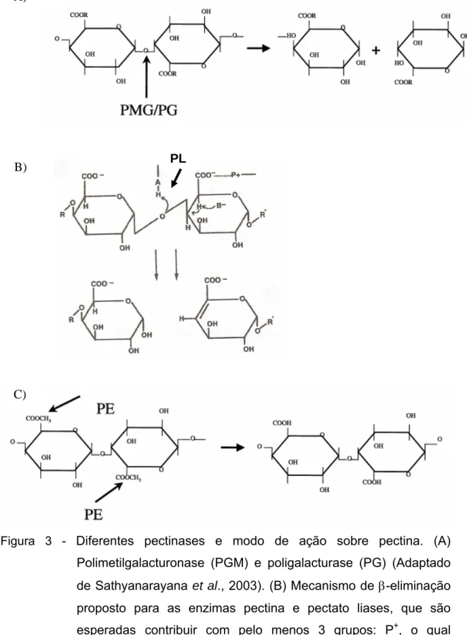 Figura 3 -  Diferentes pectinases e modo de ação sobre pectina. (A)  Polimetilgalacturonase (PGM) e poligalacturase (PG) (Adaptado  de Sathyanarayana et al., 2003)
