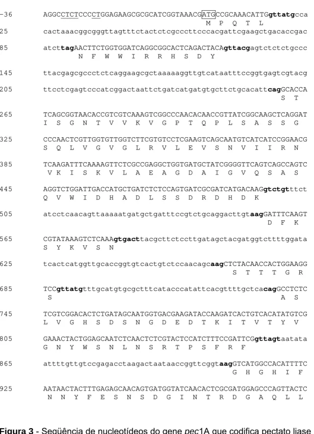 Figura 3  - Seqüência de nucleotídeos do gene pec1A que codifica pectato liase  1A em C