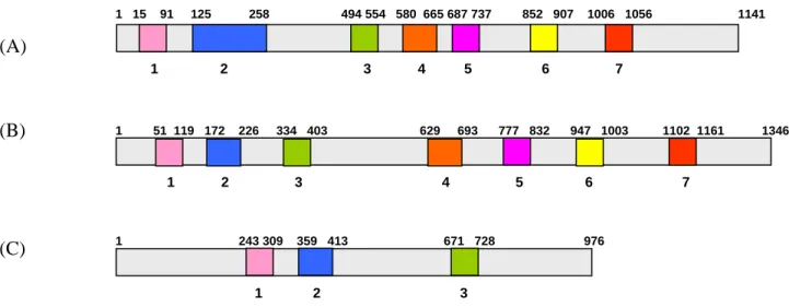 Figura 6  - Posições relativas dos íntrons putativos encontrados nos genes  pec1A (A), pec1B (B) e pec2 (C) de C