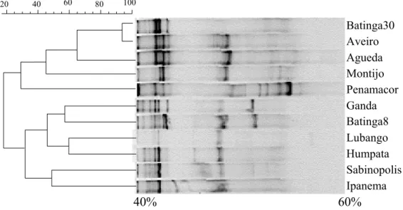Figura 5 – Agrupamento do perfil de bandas gerado pelo DGGE, a partir do rDNA  18S de esporos de fungos micorrizicos arbusculares, no gel de poliacrilamida  8%