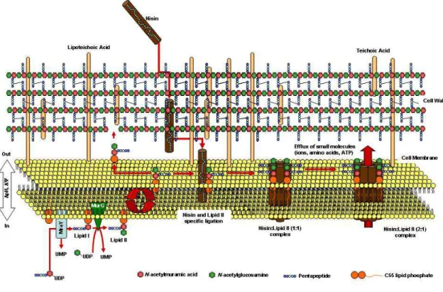 Figure 1.1. A scheme representing the mode of action of nisin. Nisin and some other  members of the lantibiotic class of bacteriocins have a dual mode of action involving  the binding to lipid II, a membrane-anchored cell wall precursor that is essential f