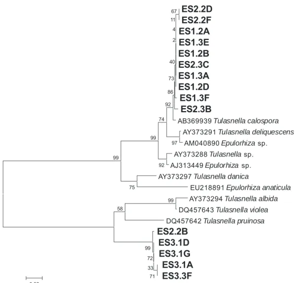 Figura 10: Agrupamento dos fungos rizoctonióides  Epulorhiza  spp., pelo  método do Neighbor-Joining e a matriz de distância Kimura  2-Parâmetros calculada a partir do alinhamento das seqüências  da região ITS do rDNA