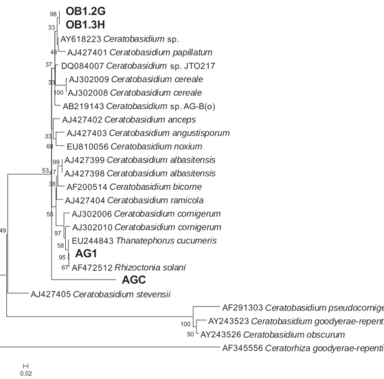 Figura 11:  Agrupamento dos isolados de fungos rizoctonióides  uninucleados (OB1.2G e OB1.3H),  Ceratorhiza  sp