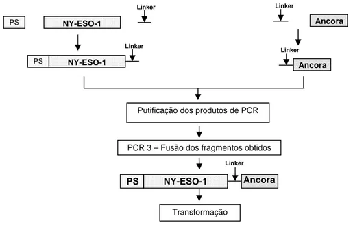 Figura 1 – Estratégia para fusão do peptídeo sinal (PS) do gene codificador da proteína  S de L