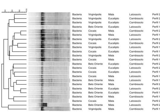 Figura 5 – Dendrograma  construído com os perfis de bandas da comunidade  bacteriana do solo das regiões de Belo Oriente, Cocais e  Virginópolis