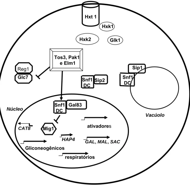 Figura 1 – Regulação  da  via  de repressão por glicose em Saccharomyces  cerevisiae em presença de fontes de carbono não fermentáveis