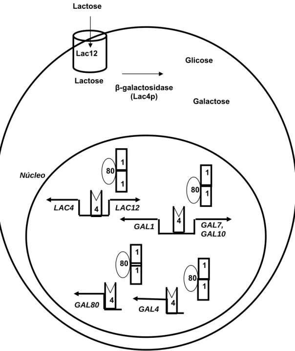 Figura 3 – Regulação  do  metabolismo  de lactose e galactose em nível  transcricional em Kluyveromyces lactis