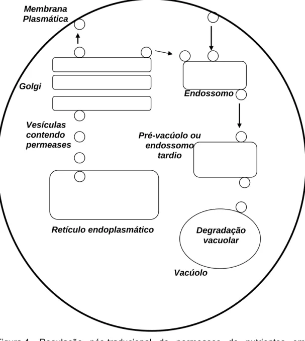 Figura 4 – Regulação  pós-traducional de permeases de nutrientes em  leveduras.    