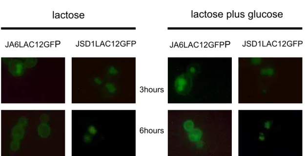 Figure 3 reveals that the presence of glucose does not seem to affect  the KlSnf1p dependent subcelular localization of LAC12GFP permease,  since the localization was similar between the growth on lactose and lactose  plus glucose