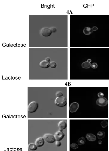 Figure 4 – Subcellular  localization  of LAC12GFPp when the JA6LAC12GFP  strain was grown SC medium containing galactose or lactose as  carbon source