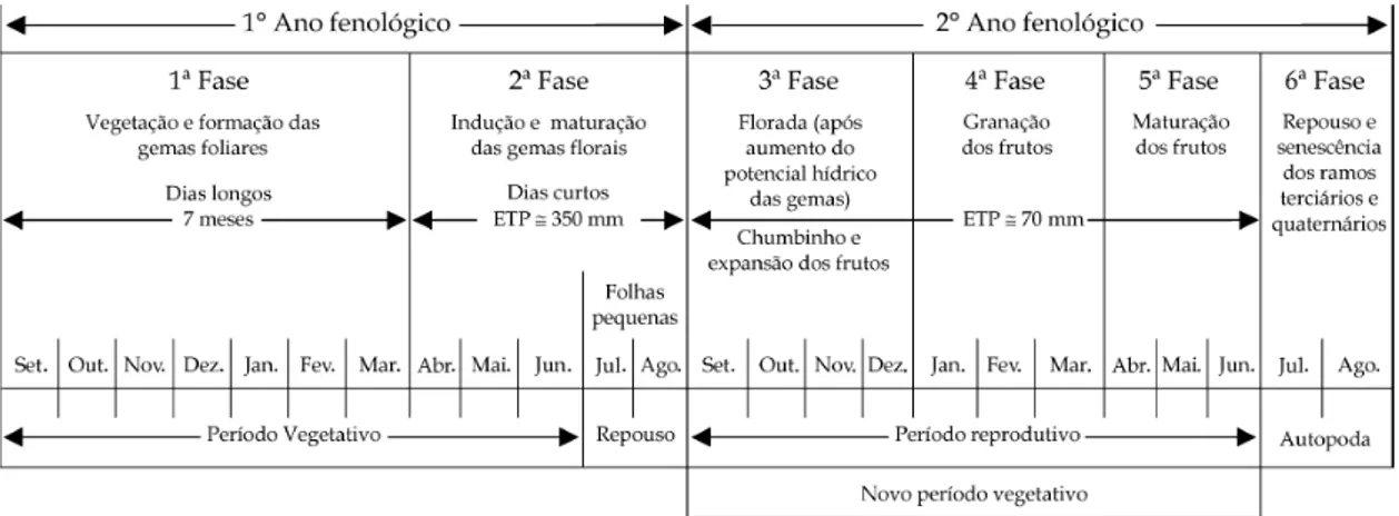 Figura 2 ( Esquematização das seis fases fenológicas do cafeeiro arábica nas  condições climáticas tropicais do Brasil.