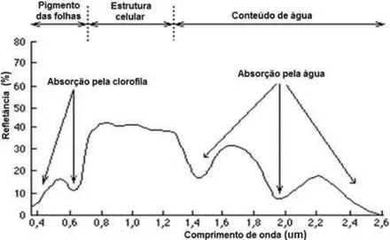 Figura 3 ( Espectro de reflectância de uma folha saudável. 