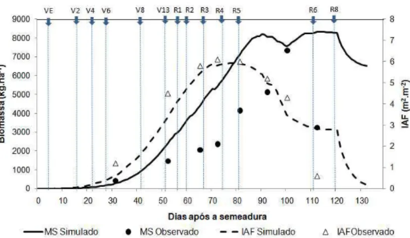 Figura  3  '  Valores  observados  e  simulados,  pelo  modelo  CROPGRO'Soybean,  das  variáveis (MS, kg.ha '1 ; IAF, m 2 .m '2 ) para o experimento em Cruz Alta, RS,  2009/2010