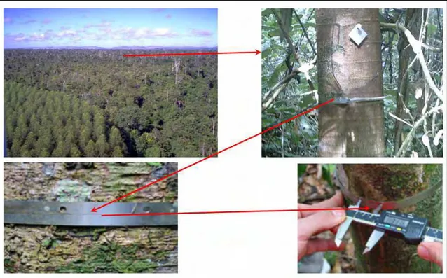 Figura 13. Foto da instalação da banda dendrométrica e da medida do seu incremento  diamétrico para o sítio BA712