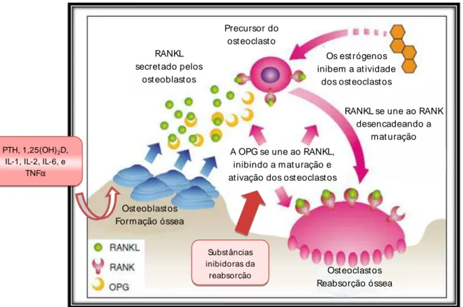 Figura  1-  Ação  RANKL/RANK/OPG  no  mecanismo  de  ativação  e  inibição  dos  osteoclastos ( Adaptado de Morote e Planas, 2011) 