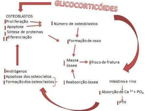 Figura 3   Mecanismos que resultam em perda óssea pelo uso glicocorticóide (Adaptado de  Reid, 2000) 
