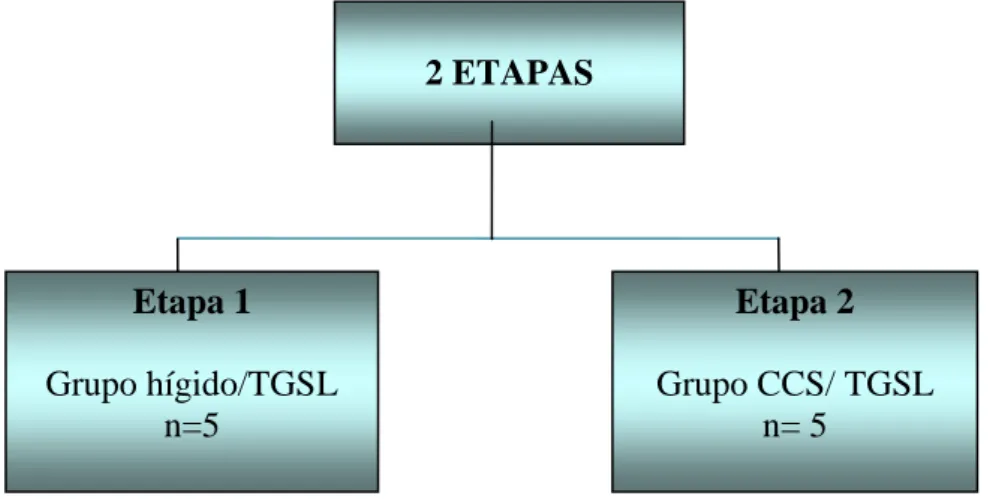 Figura 2 - Esquema representativo das etapas e respectivos grupos experimentais.  