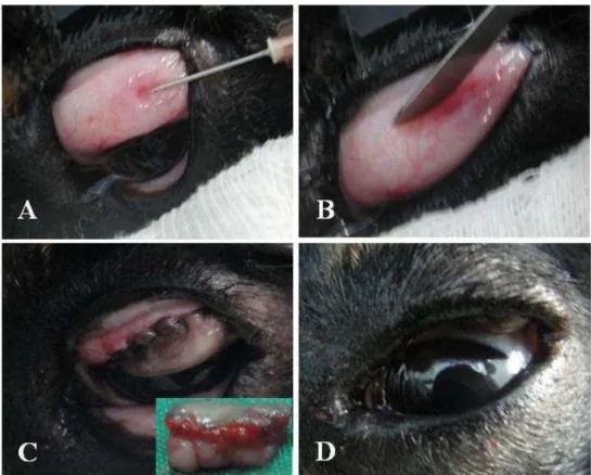 Figura  3  -  Imagens  fotográficas  da  transplantação  de  glândulas  salivares  labiais  autógenas  na  conjuntiva  palpebral  superior  esquerda  de  cão