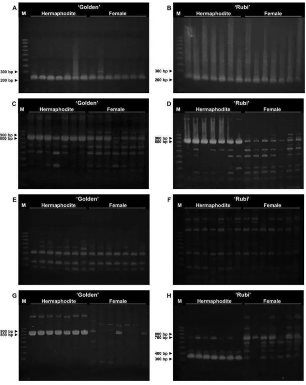 Figure  1.  Representative  PCR  profiles  after  amplification  of  papain  primers  and  SCAR  primers  tested  in  this  study,  in  Carica  papaya