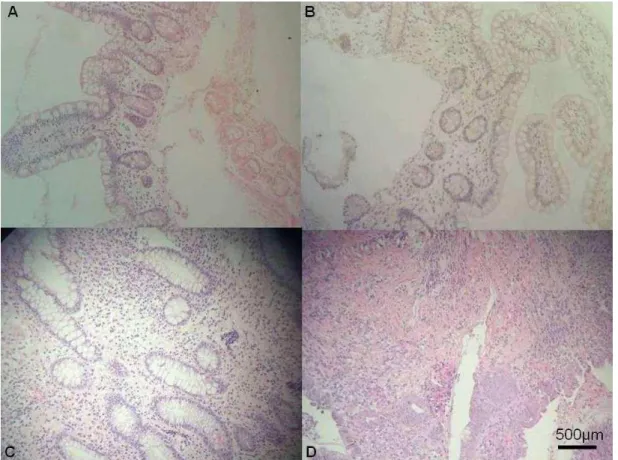 Figure  2.  Histological  sections  stained  with  hematoxylin  and  eosin  with  different 