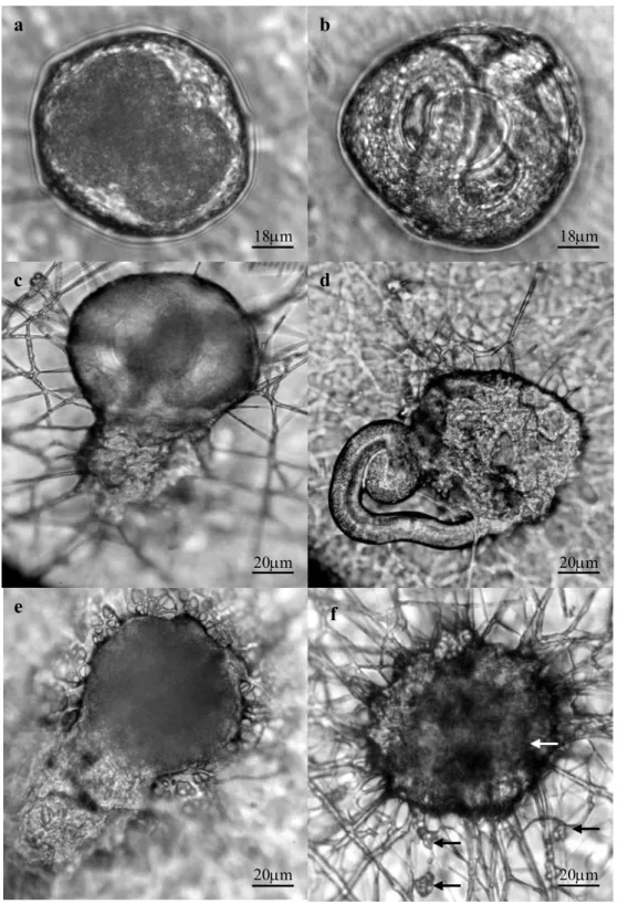 Fig.  2.  (a)  Embryonated  Toxocara  canis  egg  in  the  control  group,  without 