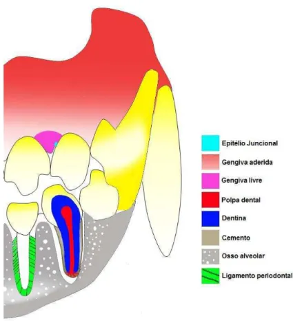 Figura 1  – Principais estruturas da anatomia do órgão  dental em cães.