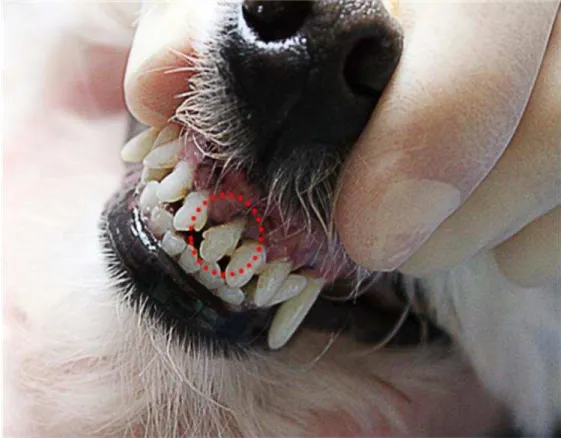 Figura 5  – Cão da raça poodle apresentando periodontite moderada. O circulo  pontilhado vermelho apresenta exposição radicular com retração gengival