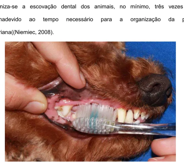Figura 7  – Proprietário praticando escovação dental em cão da raça poodle.  Fonte: Pieri et al