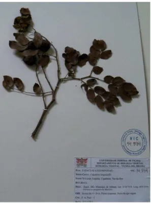 Figura 10  – Exsicata de Copaifera langsdorffii depositada no Herbário VIC, do  departamento de Biologia Vegetal da Universidade Federal de Viçosa