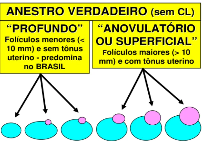Figura 2. Estruturas ovarianas no anestro verdadeiro em bovinos (profundo ou  superficial/anovulatório) (Ferreira, 2010)