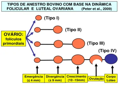Figura 3. Tipos de anestro de acordo com a dinâmica folicular e luteal ovariana  (Peter et al., 2009)